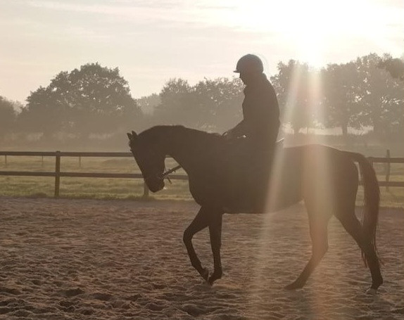 Vente de cheval : HISTOIREDETOUCHETE